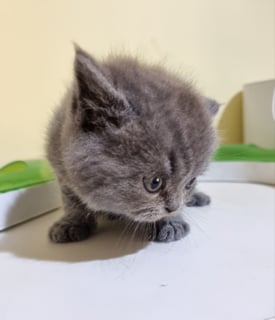 Available Now British Shorthair Kittens Available to See & buy