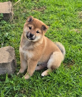 Available Now Shiba Inu Puppies