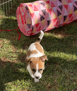 Available Now Tenterfield Terrier Puppies 