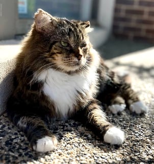For Adoption Bartholomew Ragamuffin - Loving Bruiser