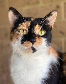 For Adoption Queen Mimmi - Sassy Torti