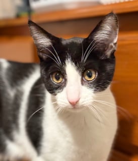 For Adoption Twinkles - All Around Cutie Pie