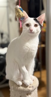 For Adoption Snuggles - Pointy Faced Purrer