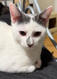 For Adoption Cuddles - Unique Looks