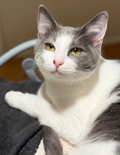 For Adoption Wraith - Looking for Love