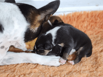 Available Soon Basenji Puppy