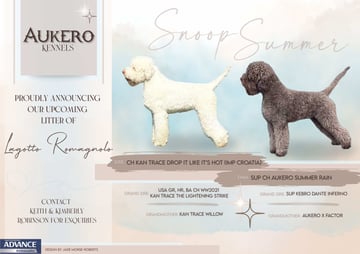 Available Soon  Lagotto Puppies born 30.06.25
