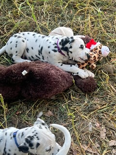 Available Now Reg Dalmatian Puppies 