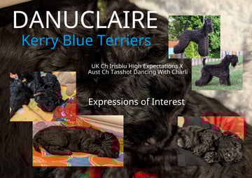Available Soon DANUCLAIRE KERRY BLUE TERRIER PUPPIES