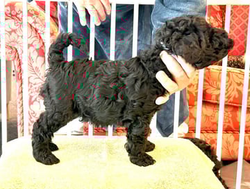 Available Soon Kerry Blue Terrier Puppy - Blue Boy