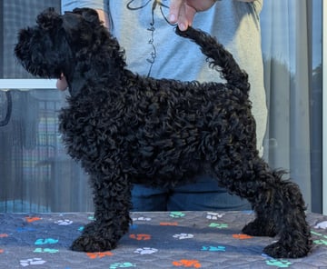 Available Now Kerry Blue Terrier Puppy - Blue Boy
