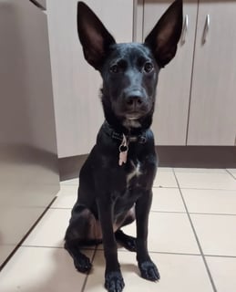 For Adoption Ruby