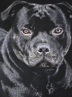 Available Soon Staffordshire Bull Terrier Puppies