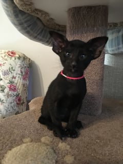 Available Soon Oriental Kittens