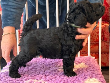 Available Soon Kerry Blue Terrier Puppy - Green Boy