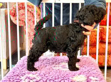 Available Soon Kerry Blue Terrier Puppy - Red Boy