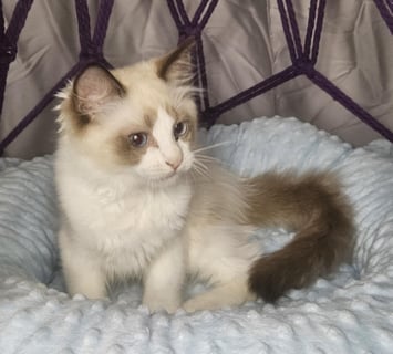 Available Now STUNNING SEAL BI COLOUR MALE RAGDOLL