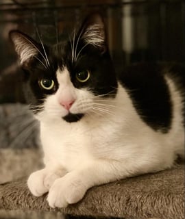 For Adoption Sly Cooper - Looking for Love