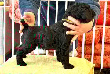 Available Soon DANUCLAIRE Kerry Blue Terrier Puppy