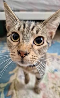 For Adoption Korben - Lots of Personality