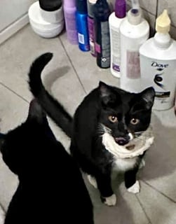 For Adoption Dot Kasuma - Friendly and Gorgeous