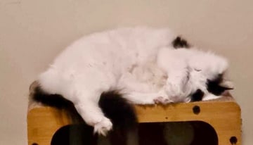 For Adoption Queenie Bee - A Delight to See