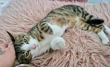 For Adoption Zorg - Loves Dogs and People