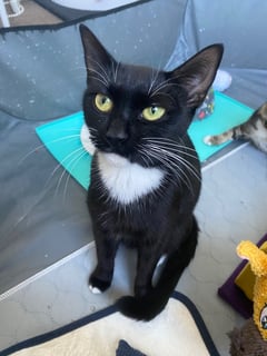 For Adoption Luna Sanderson - Smoochy Princess
