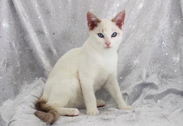Available Now Delightful Snowshoe kitten available now