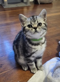 Available Now British Shorthair Kittens