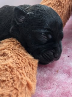 Available Soon BLACK FEMALE STAFFORDSHIRE BULL TERRIER PUP 
