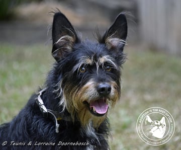 For Adoption Elvis