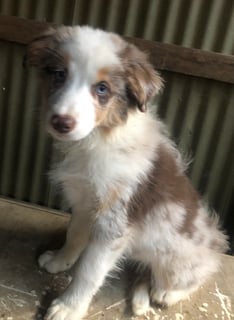Available Now ANKC registered Border Collie puppies