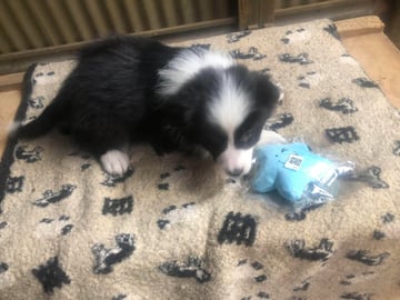 Male Available Now ANKC registered Border Collie puppies