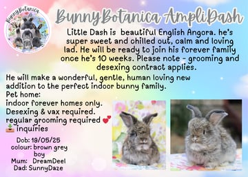 Available Soon English Angora Baby