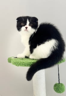Available Now Scottish Fold Pedigree Kitten x 1 boy