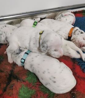 Available Soon Dalmatian puppies 