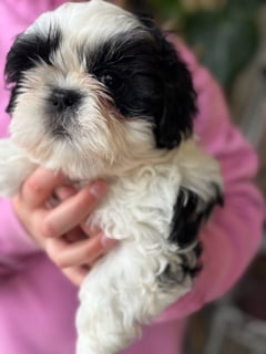 Available Now SHIH TZU PUPPIES