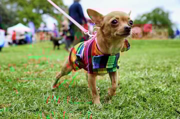 Event The Great Pet-Together