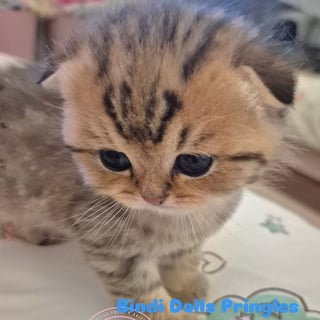 Available Now Purebred Pedigree Scottish Fold shorthair kittens 