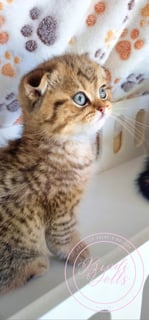 Available Now Purebred Pedigree Scottish Fold shorthair kittens 