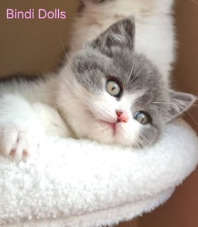 Available Now Purebred Pedigree Scottish fold/ Scottish Shorthair kittens 
