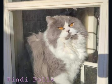 Available Now Purebred Pedigree Scottish Straight Longhair 