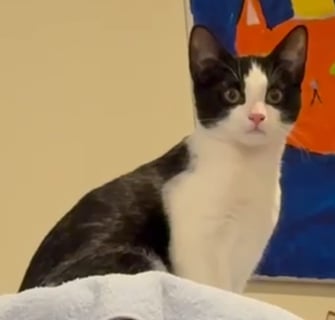 For Adoption Princess MP - Looking for Love