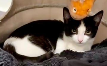 For Adoption Hector MP - Looking for Love