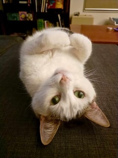 For Adoption Omelette - Devoted Compainion