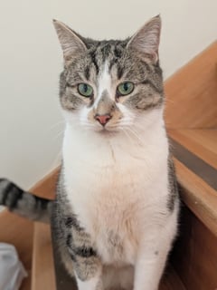 For Adoption Maru - Plush Snuggle Buddy