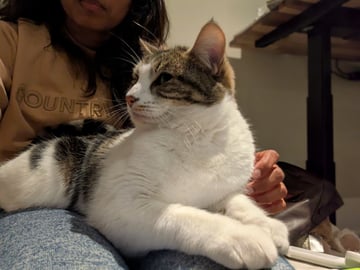 For Adoption Hana - Small Squeaky Kitty 