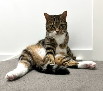 For Adoption Woody - Curious Boy 
