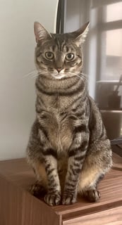 For Adoption Alfie - Cuddly Sweetie